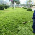 Dịch vụ cắt cỏ Nam Định